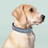 collar-de-perro-personalizado2